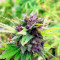Hollands Hope (Dutch Passion) Cannabis-Samen