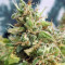 Point of No Return regular (Mandala Seeds) Cannabis-Samen