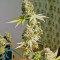 Psicodelicia (Sweet Seeds) Cannabis-Samen
