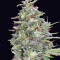 G13 Haze Regular (Barney's Farm) Cannabis-Samen
