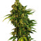 Auto MASS (Grass-O-Matic) Cannabis-Samen