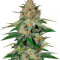 Delicious Candy (Delicious Seeds) Cannabis-Samen