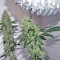 707 Headband (Humboldt Seeds Organization) Cannabis-Samen