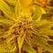 Auto New York City (Pyramid Seeds) Cannabis-Samen