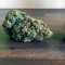 Auto Cinderella Jack (Dutch Passion) Cannabis-Samen