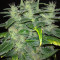 Dieseltonic (Resin Seeds) Cannabis-Samen
