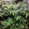 Ice Cream (Paradise Seeds) Cannabis-Samen