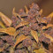 LSD-25 Auto feminisierte Samen