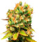 Honeybells CBD (Delicious Seeds) Cannabis-Samen