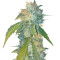 Yumbolt 47 (World of Seeds) Cannabis-Samen