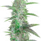 Auto Speed Bud (Female Seeds) Cannabis-Samen