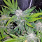 Northern Lights (00 Seeds) Cannabis-Samen