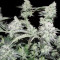 Pineapple Express Auto feminisierte Samen (Fast Buds)
