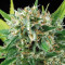 Amnesia (Vision Seeds) Cannabis-Samen