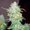 Afghan Kush X Yumbolt (World of Seeds) Cannabis-Samen