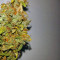 Auto Lennon (Pyramid Seeds) Cannabis-Samen