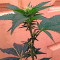 Chemdawg (Humboldt Seeds Organization) Cannabis-Samen