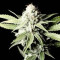 VIP Auto (VIP seeds) Cannabis-Samen