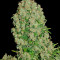 White Russian (Serious Seeds) Cannabis-Samen