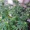 Big Foot (Sweet Seeds) Cannabis-Samen