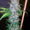 Cream Mandarine F1 Fast Version (Sweet Seeds)