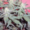 Green Poison Auto (Sweet Seeds) Cannabis-Samen