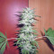 Power Plant (Dutch Passion) Cannabis-Samen