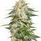 Afghan Kush Ryder Auto strain