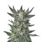 Auto Bubblegum (T.H. Seeds) Cannabis-Samen