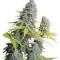 Big Foot (Sweet Seeds) Cannabis-Samen