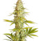 Critical Jack (Dinafem Seeds) Cannabis-Samen