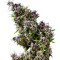 Purple Paro Valley (Mandala Seeds) Cannabis-Samen