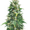 Santa Maria Auto (Sumo Seeds) Cannabis-Samen