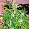 Amnesia XXL Autoflowering (Dinafem Seeds) Cannabis-Samen