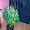 Auto White Widow (Pyramid Seeds) Cannabis-Samen