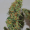 Orange Bud (Dutch Passion) Cannabis-Samen