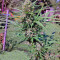 Passion #1 (Dutch Passion) Cannabis-Samen