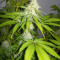 Sour Diesel (RQS) Cannabis-Samen