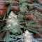 Sweet Mango Auto (GHS) Cannabis-Samen