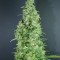 The Incredible Bulk Auto (Dr. Krippling Seeds) Cannabis-Samen