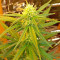 White Cheese Autoflowering (Dinafem Seeds) Cannabis-Samen