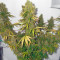 Power Plant regular (Dutch Passion) Cannabis-Samen