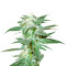 Kushberry regular (DNA Genetics) Cannabis-Samen