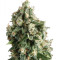 Lennon (Pyramid Seeds) Cannabis-Samen