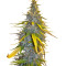 S.A.D. Sweet Afgani Delicious F1 Fast Version (Sweet Seeds) Cannabis-Samen