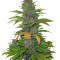 Speed Devil #2 Auto (Sweet Seeds) Cannabis-Samen