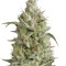 Sumo's OG Kush Auto (Sumo Seeds) Cannabis-Samen