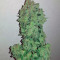 Sweet Trainwreck Auto (Sweet Seeds) Cannabis-Samen