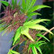 Dark Purple Auto (Delicious Seeds) Cannabis-Samen