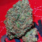 Kali & the Chocolate Factory (KFC Seeds) Cannabis-Samen